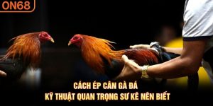 Cách ép cân gà đá