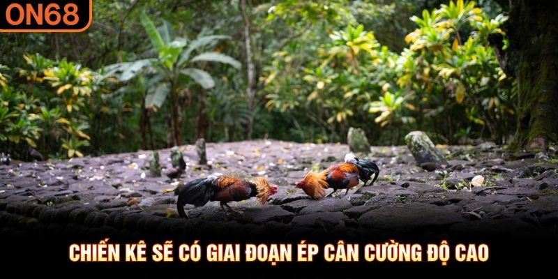Chiến k&ecirc; sẽ c&oacute; giai đoạn &eacute;p c&acirc;n cường độ cao&nbsp;