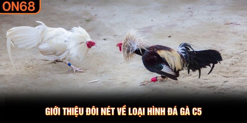 Giới thiệu đôi nét về loại hình đá gà C5